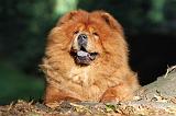 CHOW CHOW 354